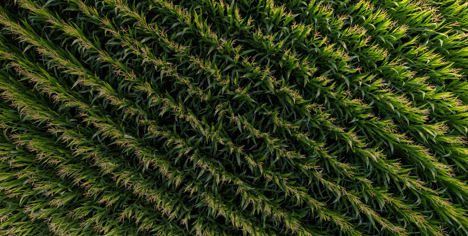 Recomendações Gigamix